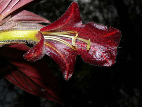 Image of Columnea raymondii C. V. Morton