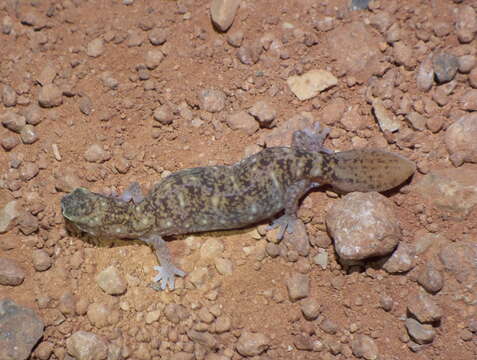 Image of Robust Striped Gecko