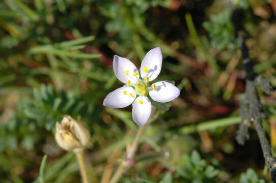 Image of Spergularia media subsp. angustata (Clavaud) Kerguelen & Lambinon