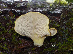 Image of Pleurotus purpureo-olivaceus (G. Stev.) Segedin, P. K. Buchanan & J. P. Wilkie 1995