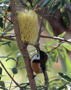 Image of Spinebill