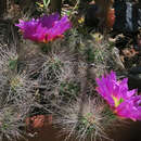 Plancia ëd Echinocereus apachensis W. Blum & Rutow