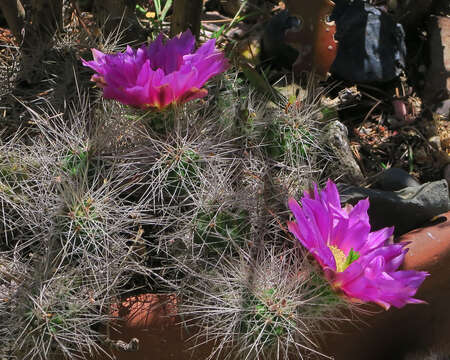 Image de Echinocereus apachensis W. Blum & Rutow