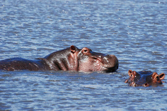 Image of Common Hippopotamus