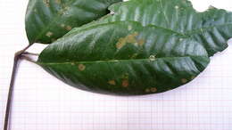 Image of Conchocarpus