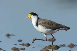 Image of Masked Lapwing