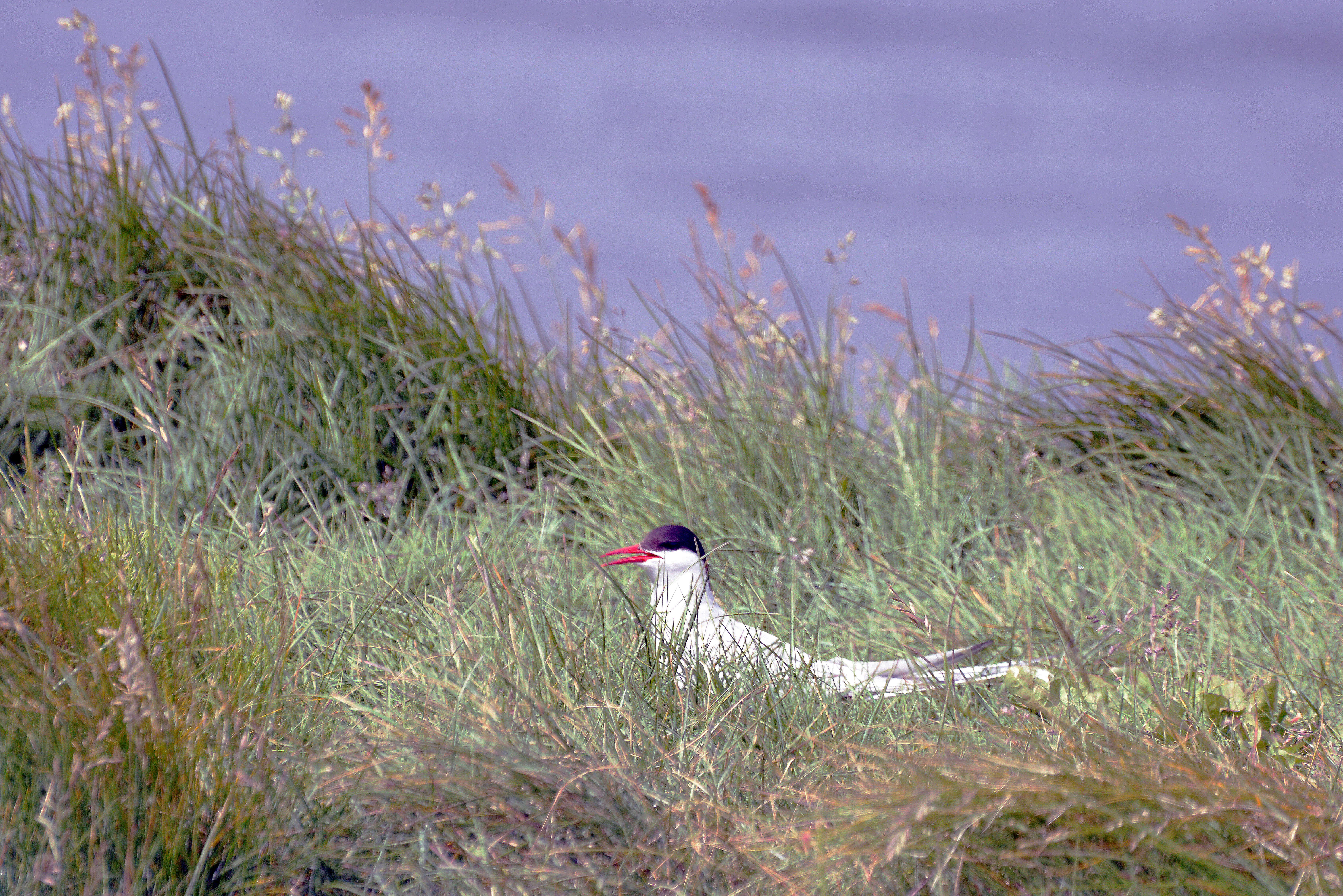 Image of Arctic Tern