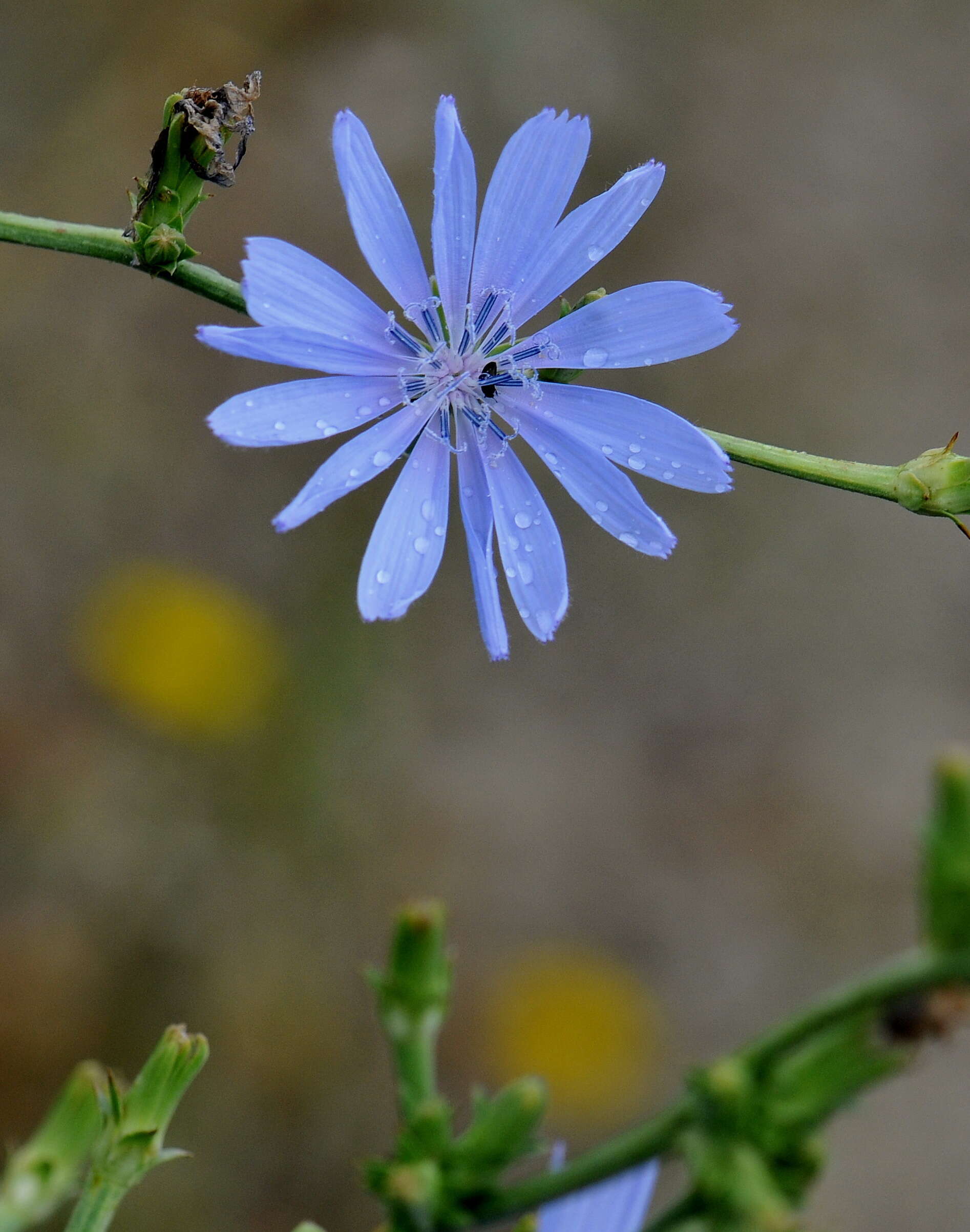 Image of chicory