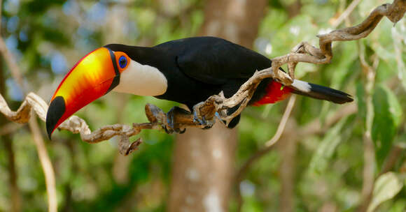 Слика од Ramphastos toco Müller & Pls 1776