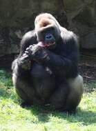 Image of Lowland Gorilla