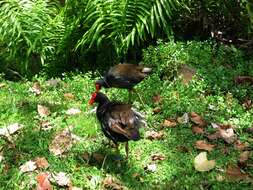 Image of Common Moorhen