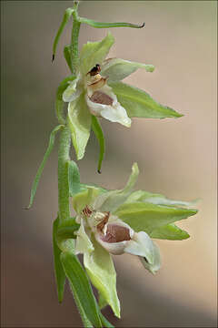 Image of Helleborine