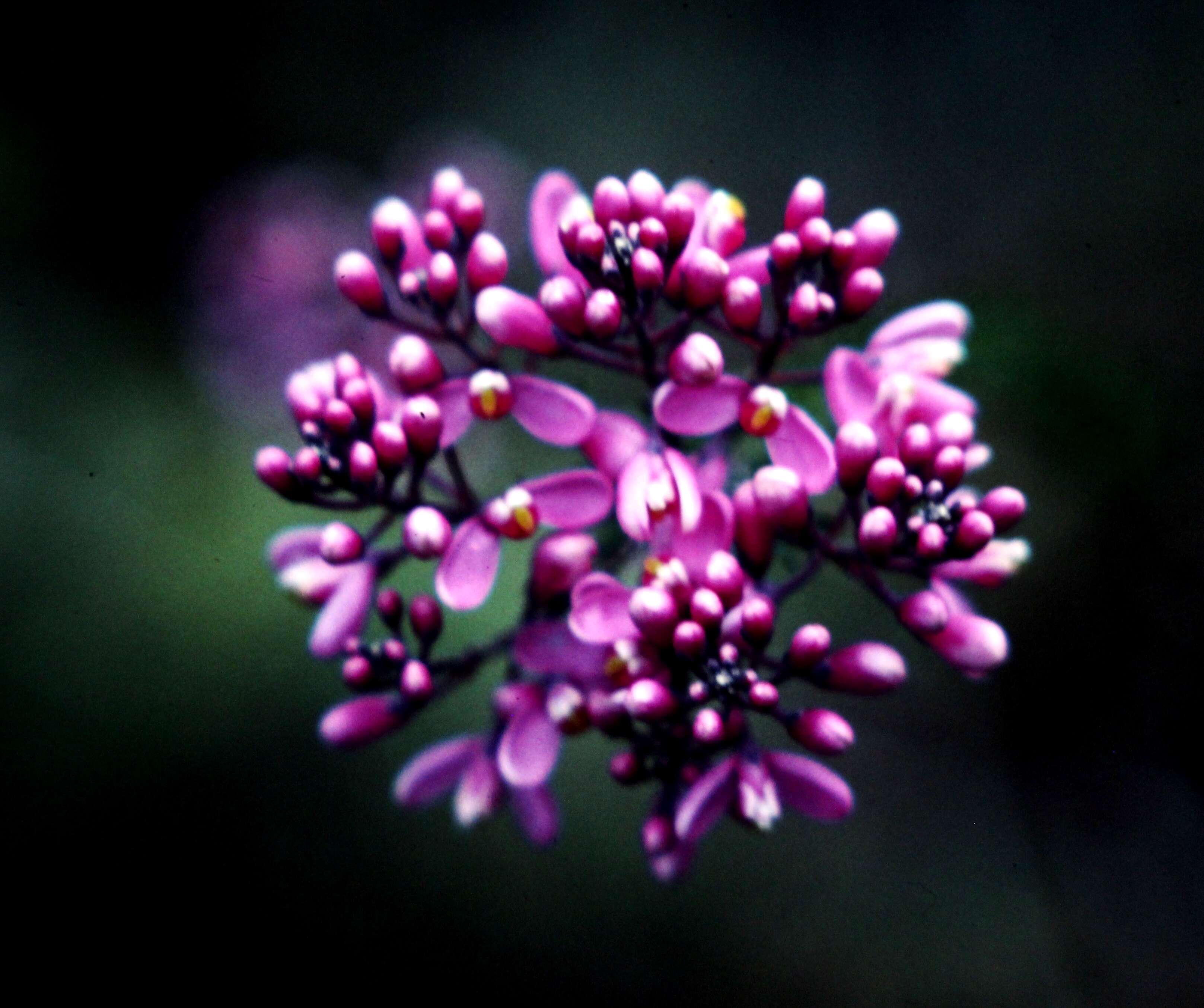 Image of milkwort