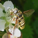 Image of Sericomyia silentis (Harris 1776)