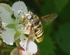 صورة Sericomyia silentis (Harris 1776)