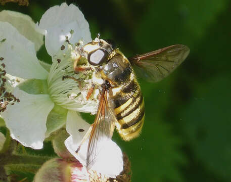 Image de Sericomyia silentis (Harris 1776)