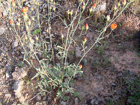 Image of Gierisch mallow