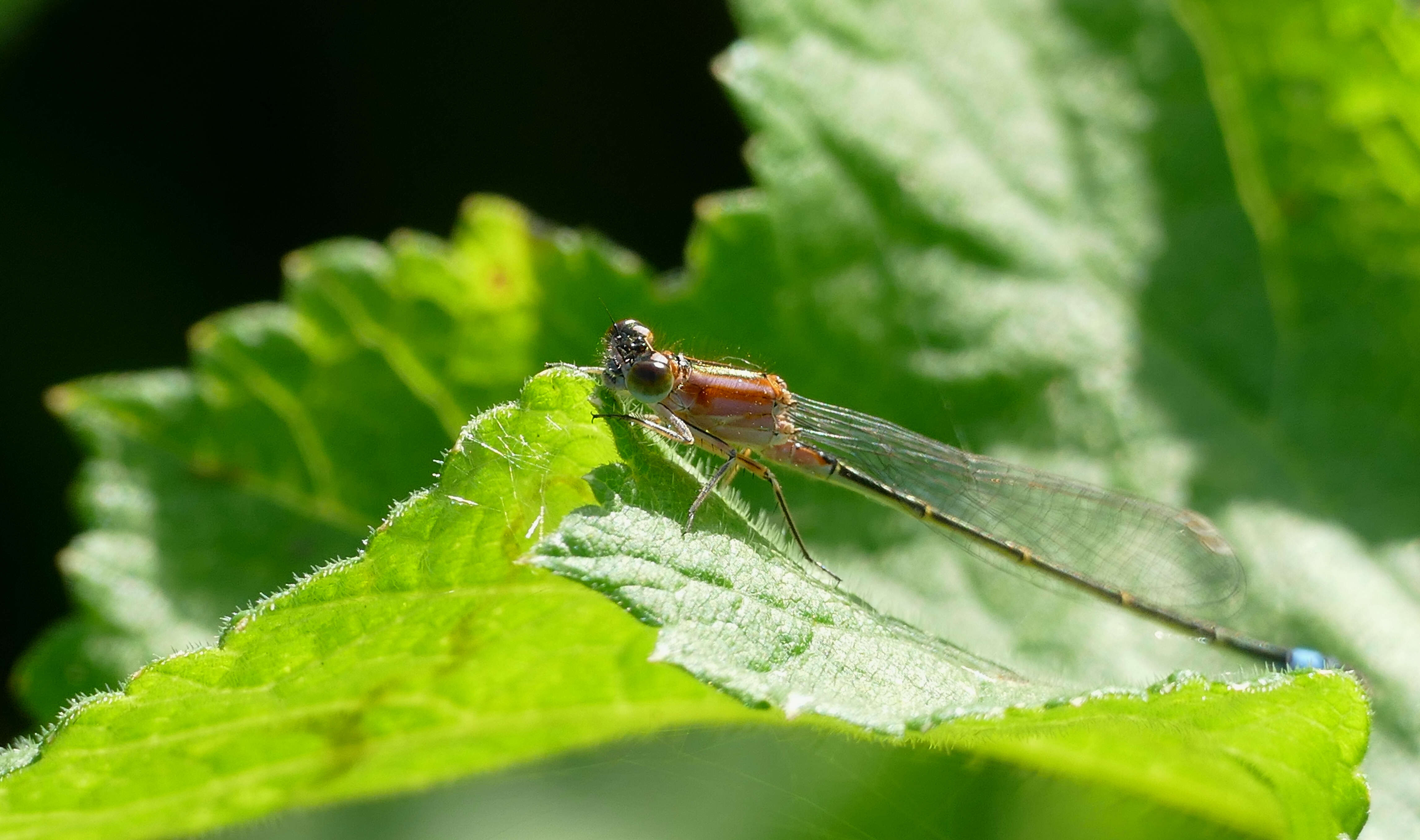 Imagem de Ischnura elegans (Vander Linden 1820)