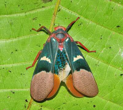 Image of Scamandra