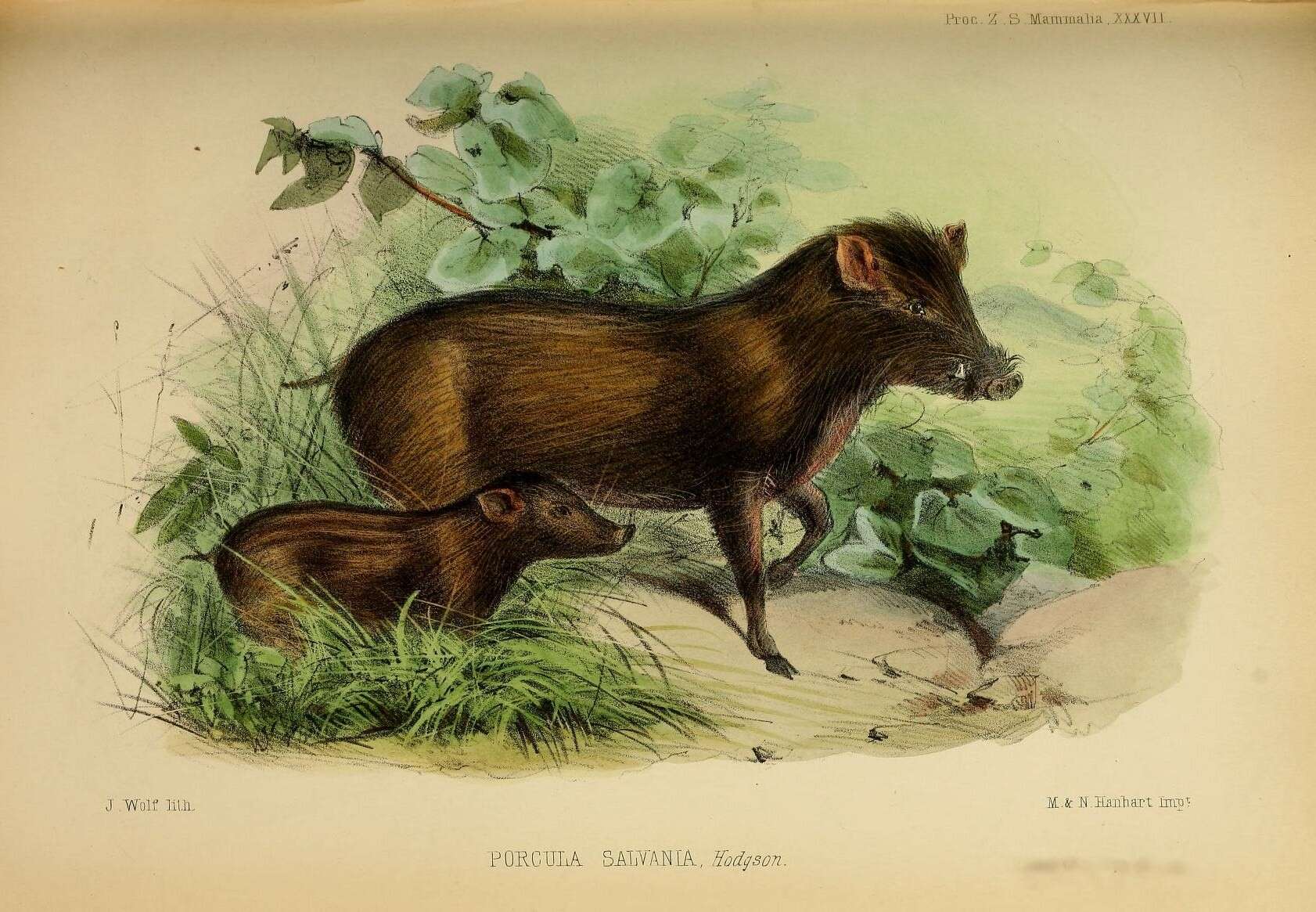 Image of pygmy hog