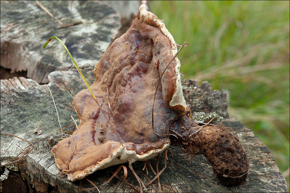 Image of Ganoderma resinaceum Boud. 1889