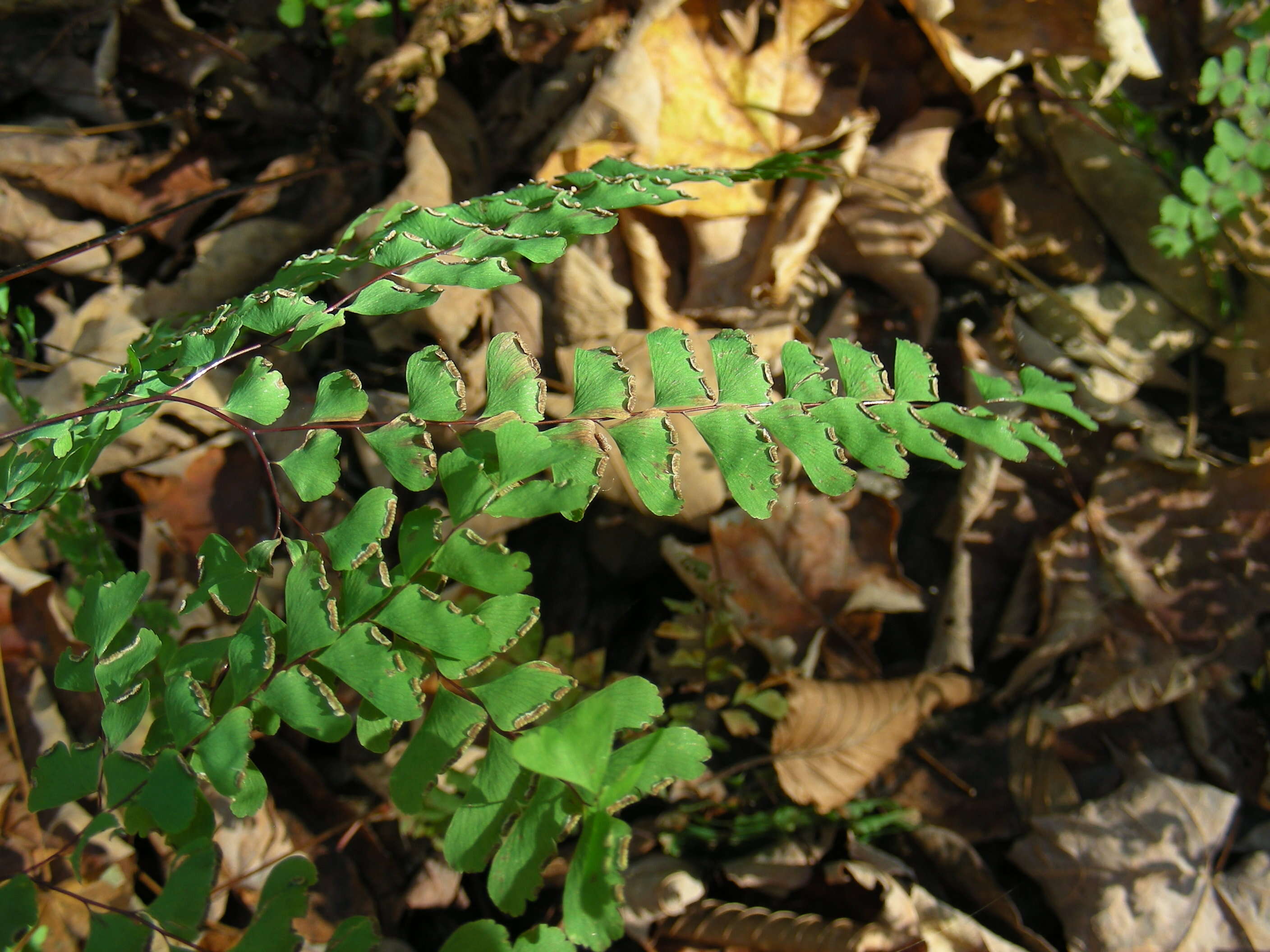 Image de Adiantum