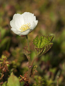 Image of cloudberry