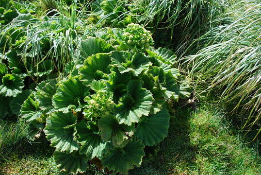 Azorella polaris (Hombr.) G. M. Plunkett & A. N. Nicolas resmi