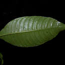 Image of Psychotria solitudinum Standl.