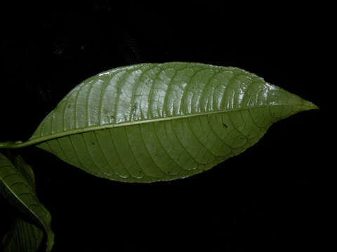 Image of Psychotria solitudinum Standl.