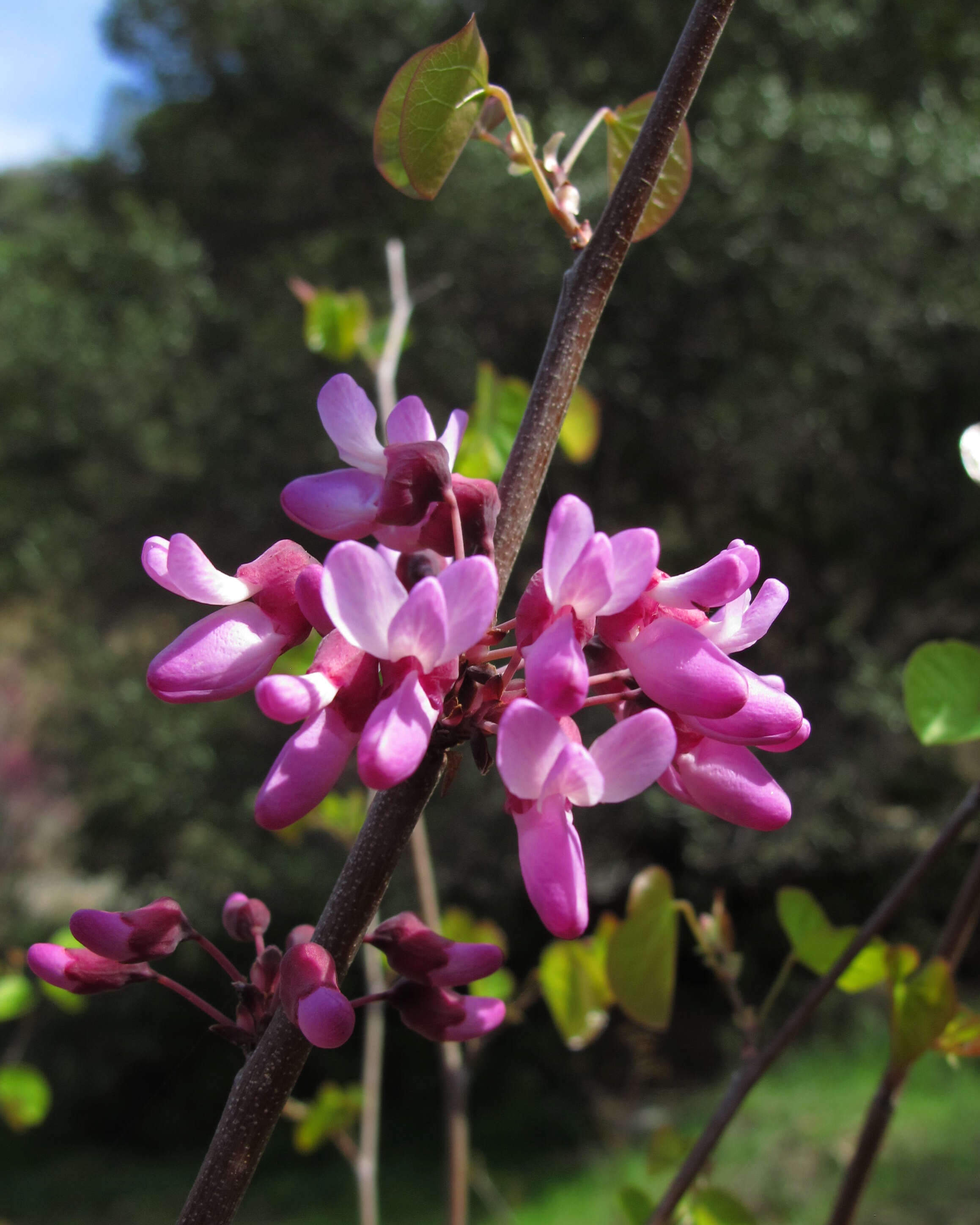 Слика од Cercis