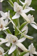 Image of lesser butterfly-orchid