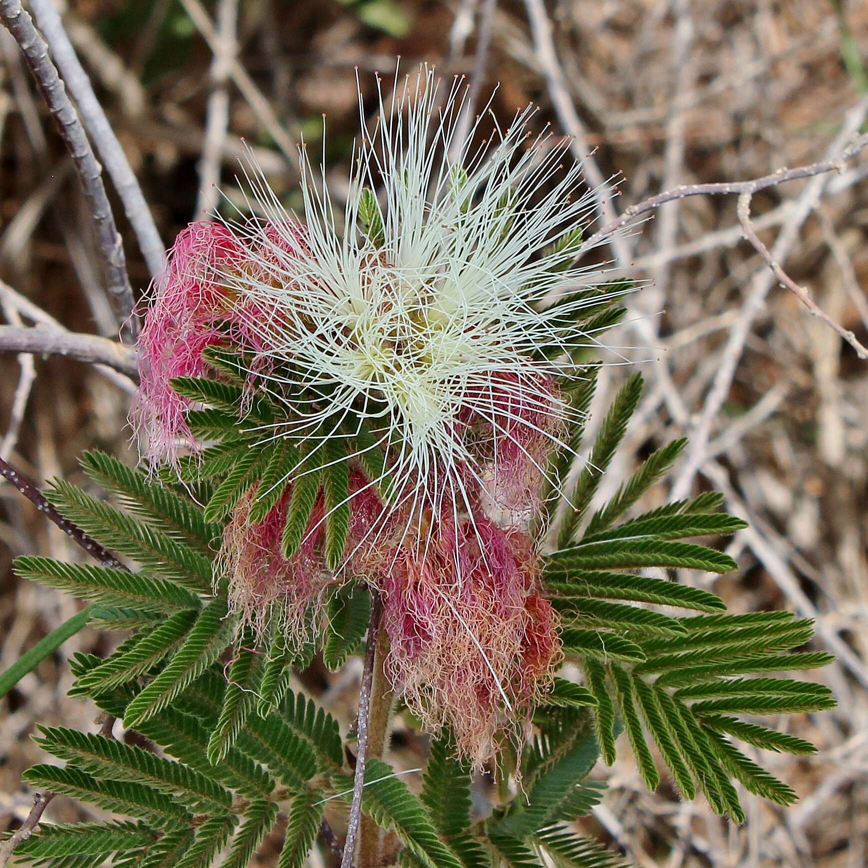 Imagem de Calliandra bahiana Renvoize