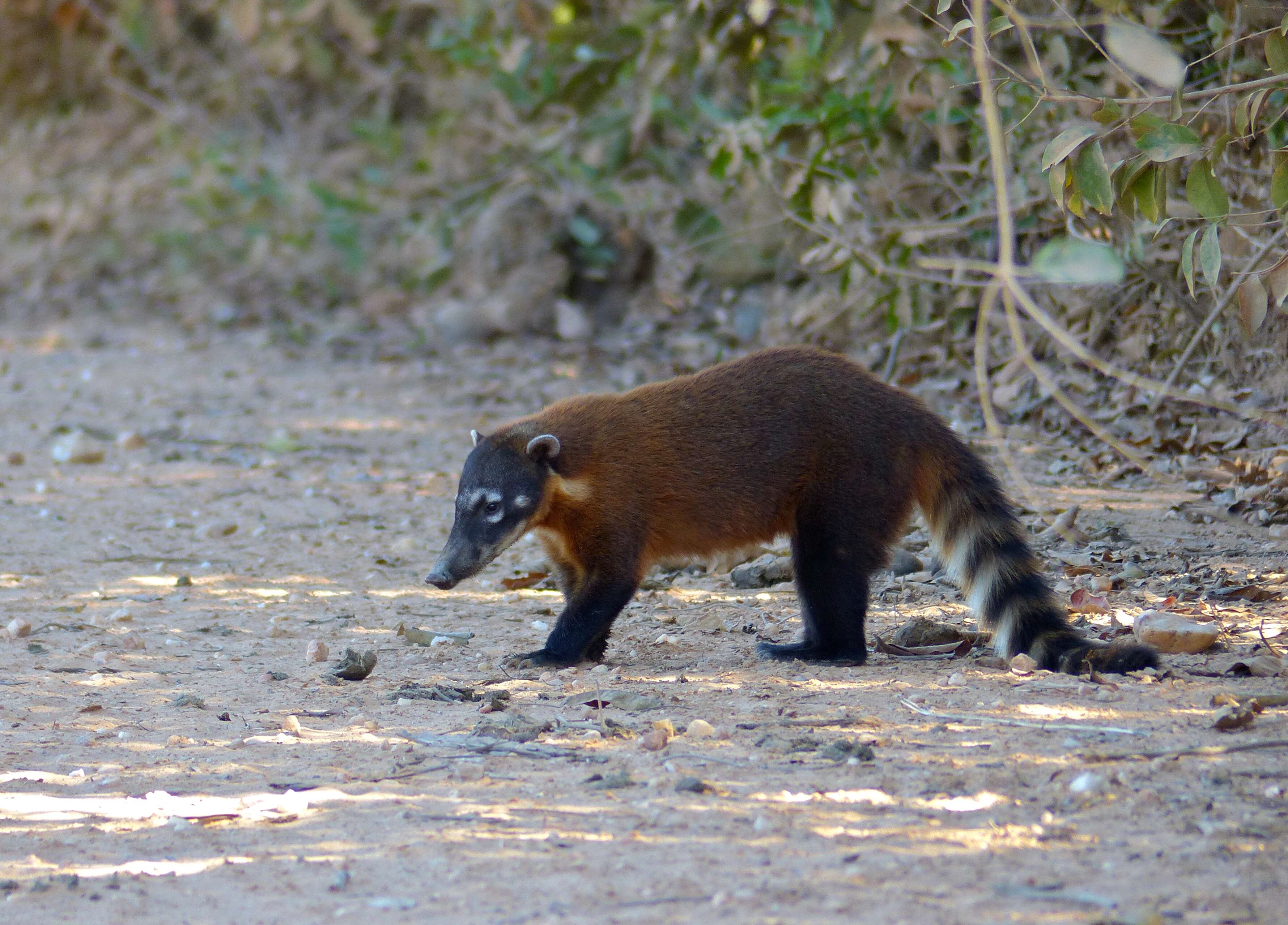 Image of South American Coati