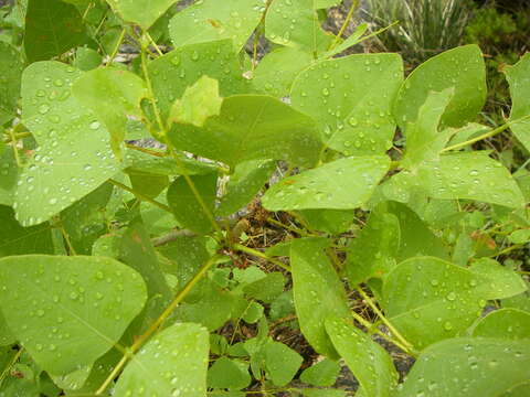 Imagem de Erythrina flabelliformis Kearney