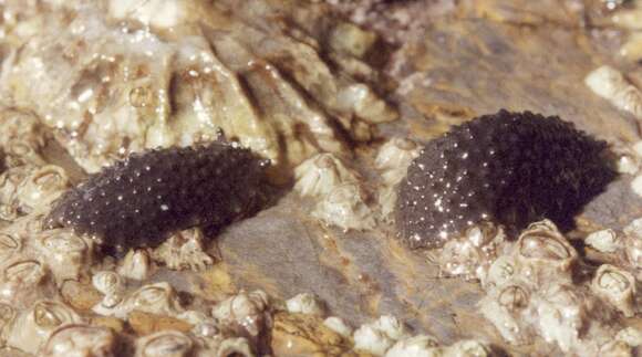 Image of celtic sea slug