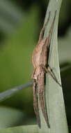 Image of Nursery Web Spiders