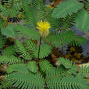 Image of Neptunia oleraceae