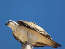 Image of ospreys