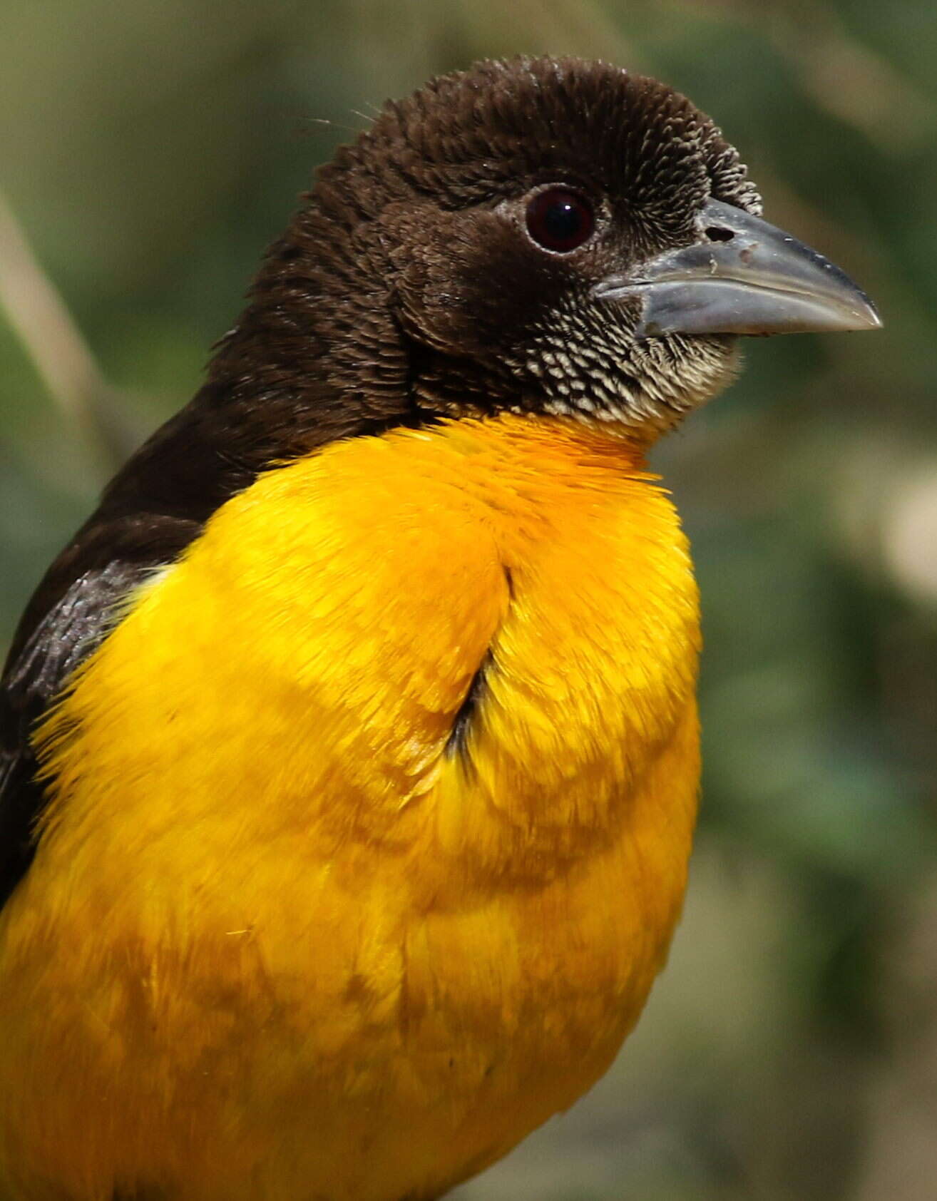 Image of Dark-backed Weaver