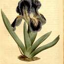 Sivun Iris binata Schur kuva