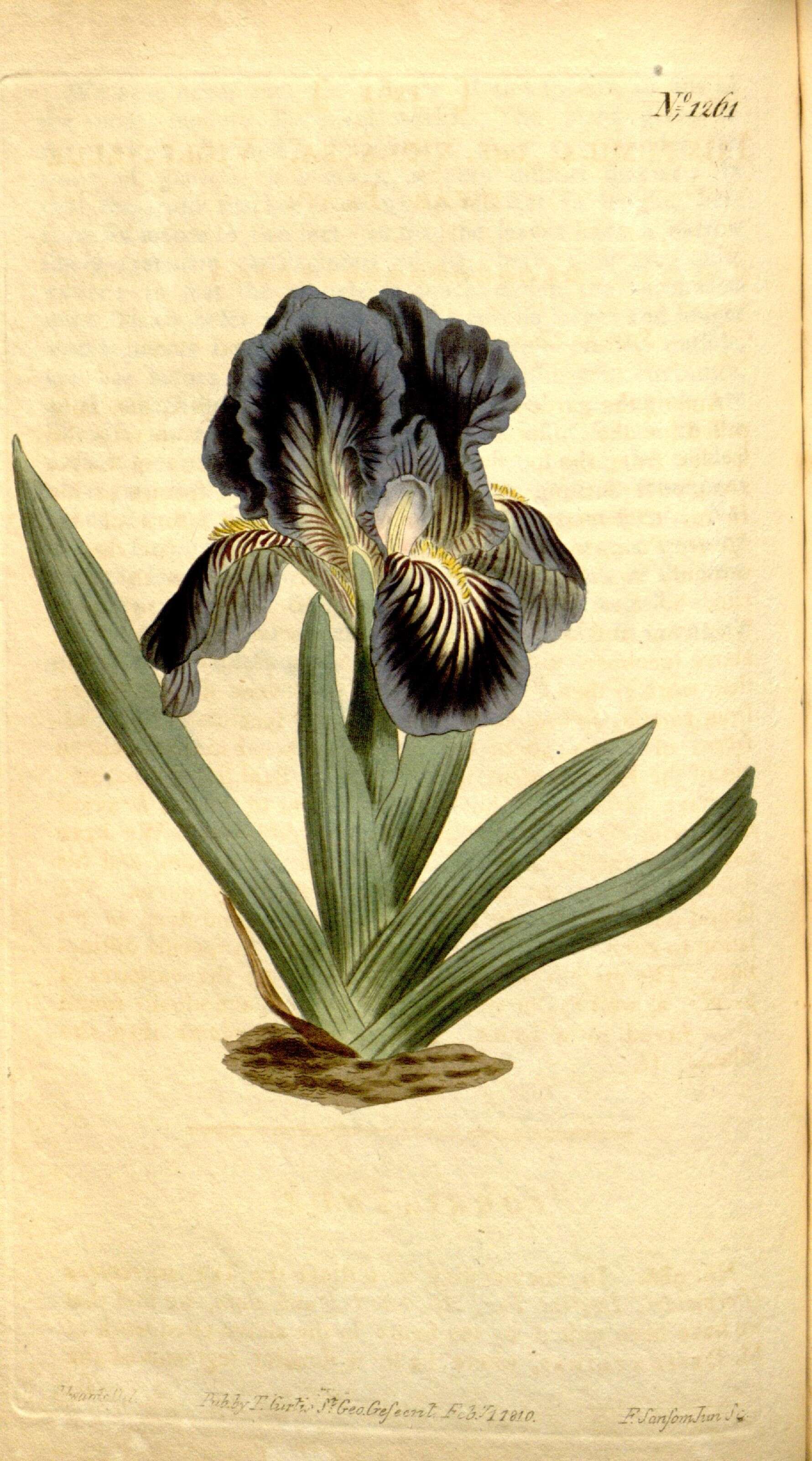Image of Iris binata Schur