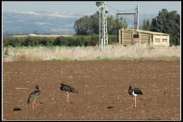 Image of Black Stork