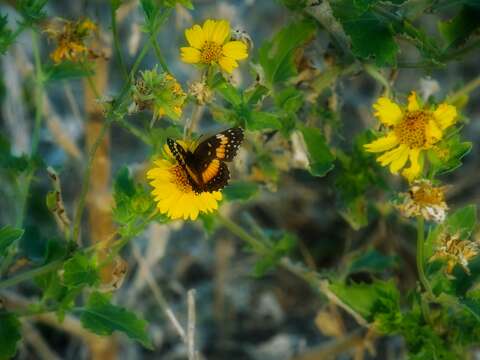 Image of Bordered Patch