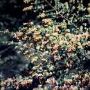 Sivun Bossiaea aquifolium subsp. laidlawiana (Tovey & P. Morris) J. H. Ross kuva