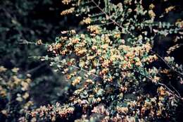 Sivun Bossiaea aquifolium Benth. kuva
