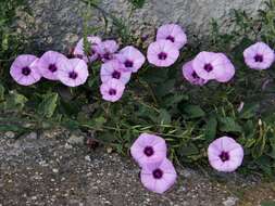 Image of bindweed