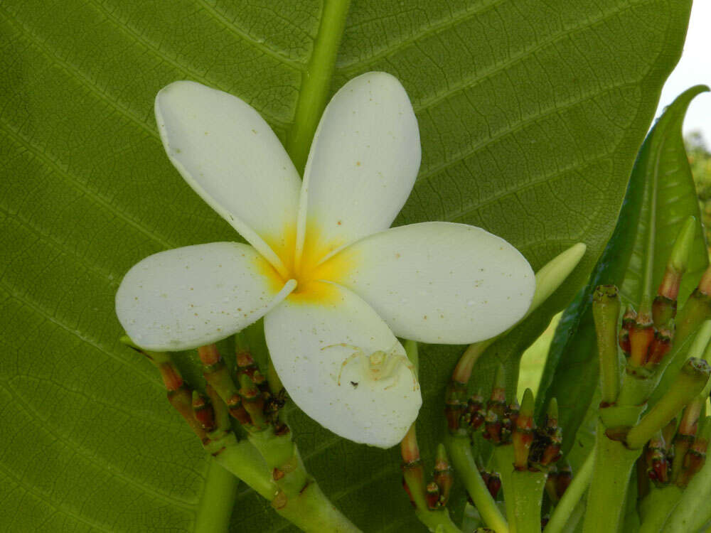 Image de Plumeria rubra L.