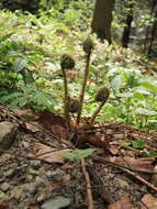 Image of male fern