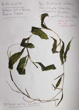 Image of Shining Pondweed